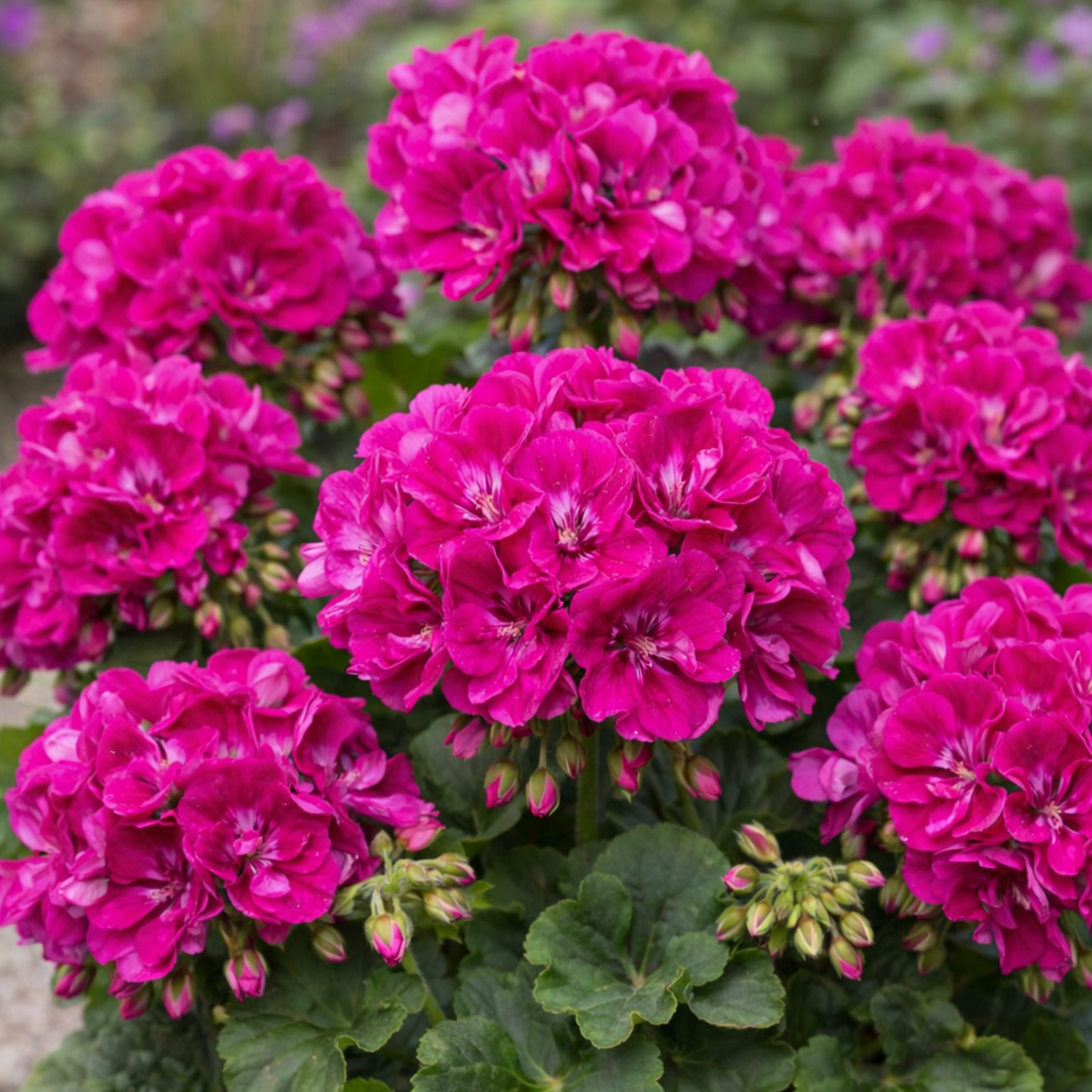 Zonalpelargon 'TwoinOne Violet' 3st sticklingar