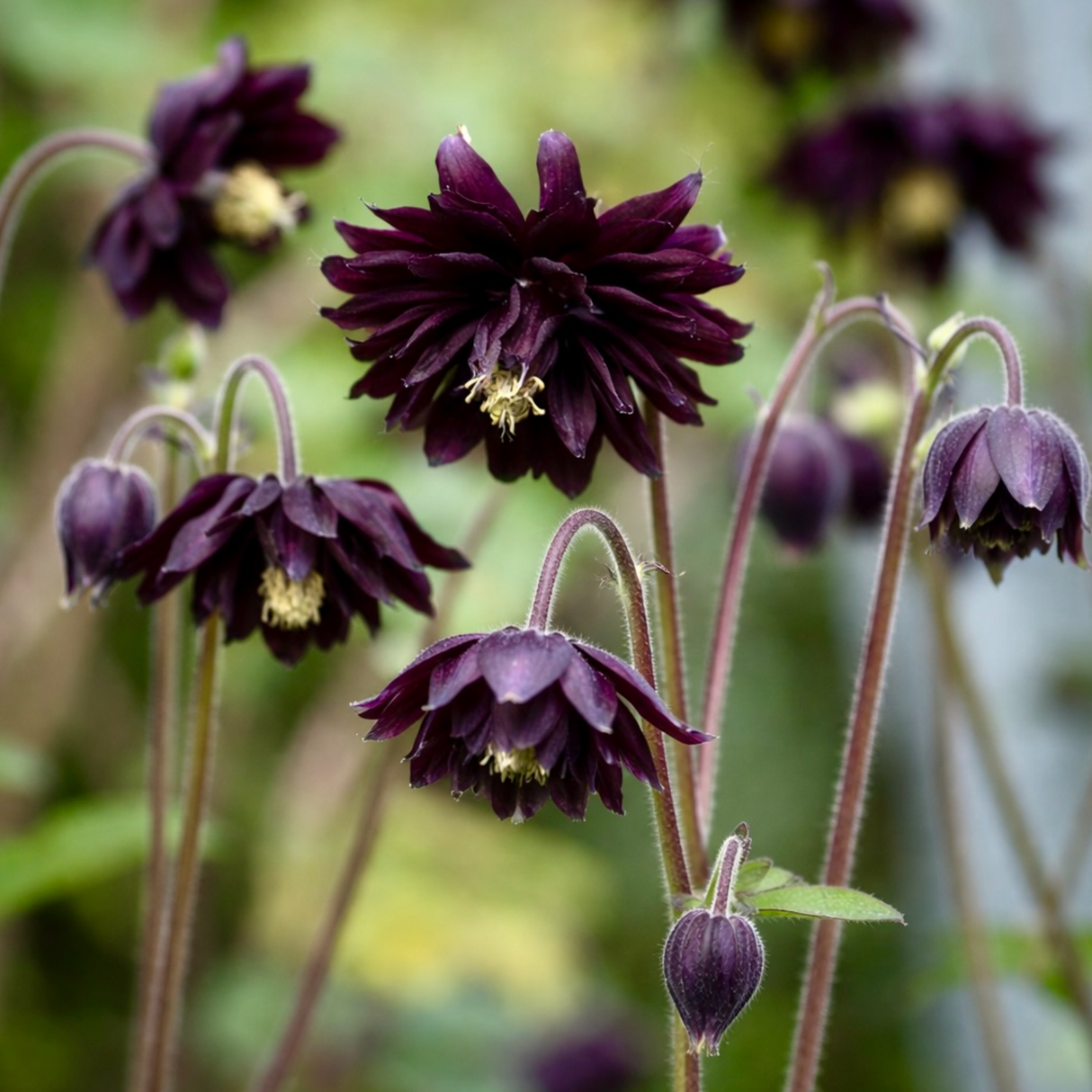 Akleja 'Black Barlow' 1st barrotad