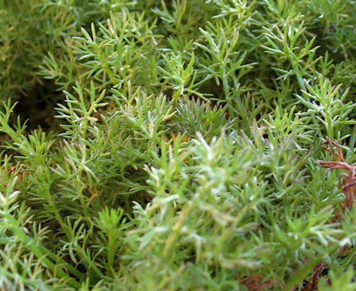 Romersk Kamomille 'Treneague'