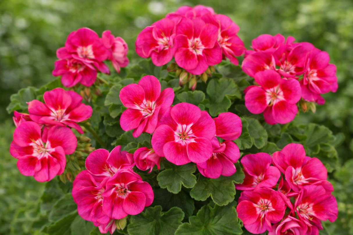 Zonalpelargon 'Smart Nina' 3st sticklingar