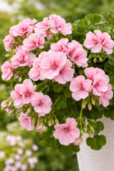 Hängpelargon 'BIG5 Light Pink' 3st sticklingar