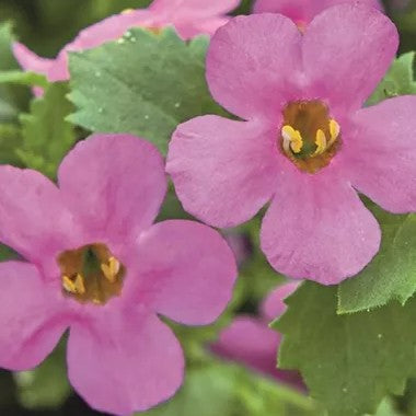 Snöflinga Enkel 'Giga Rose'