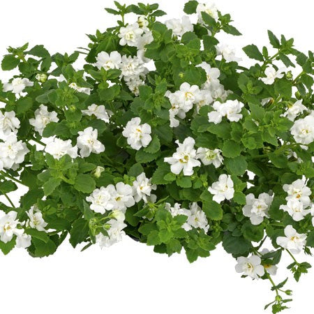 Snöflinga 'Scopia Double Snowball' 10,5cm kruka