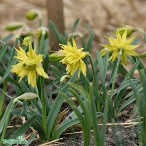 Påsklilja 'Rip van Winkle' 9cm kruka