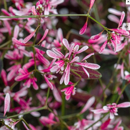 Snötörel 'Starblast Pink' 10,5cm kruka
