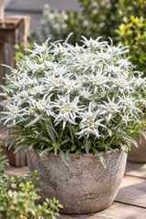 Edelweiss 'Blossom of Snow' 12cm kruka