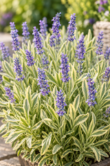 Lavendel 'Platinum Blonde' 12cm kruka