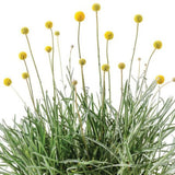 Solboll 'Golf Beauty' - 3 plantor