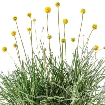 Solboll 'Golf Beauty' 10,5cm kruka