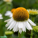 Solhatt 'Meditation White' 12cm kruka