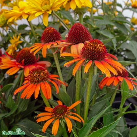 Solhatt 'Intense Orange' 12cm kruka