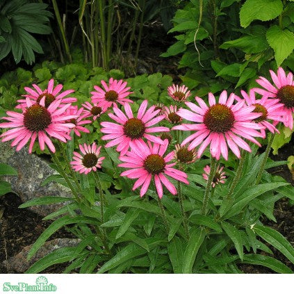 Solhatt 'Meditation Pink' 12cm kruka