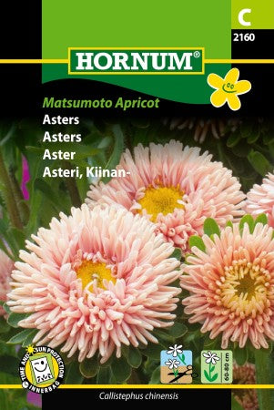 Sommaraster 'Matsumoto Apricot'