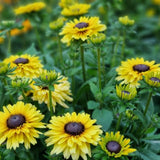 Sommarrudbeckia 'Rudy Double Yellow Lemon' - 3 plantor