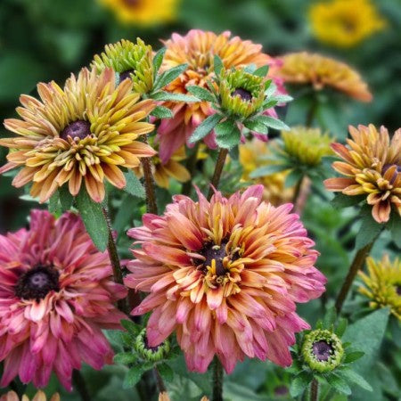 Sommarrudbeckia 'Rudy Double Rose Yellow' - 3 plantor