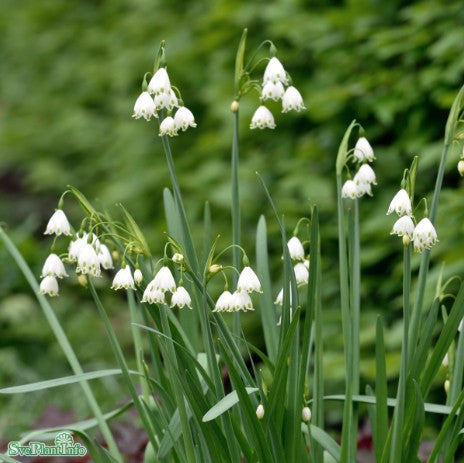 Sommarsnöklocka 'Bridesmaid' 12cm kruka