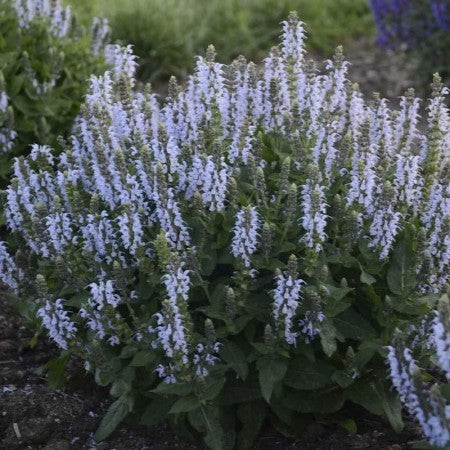 Stäppsalvia 'BumbleSky'