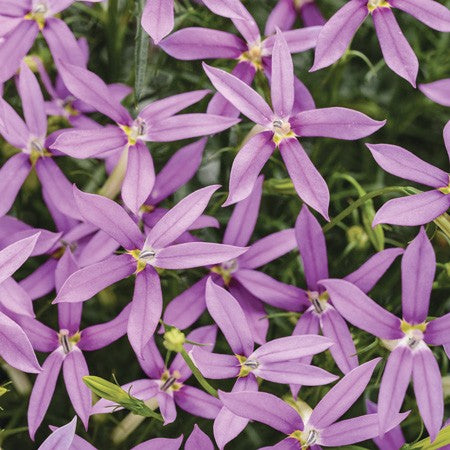 Stjärnlobelia 'Pattys Pink' 10,5cm kruka