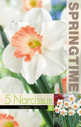 Trumpetnarciss 'Pink Charm' 5st