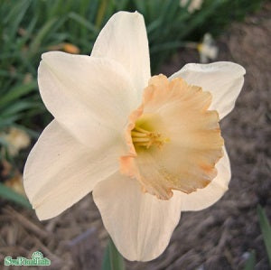 Trumpetnarciss 'Pink Charm' 5st