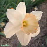 Trumpetnarciss 'Pink Charm' 5st