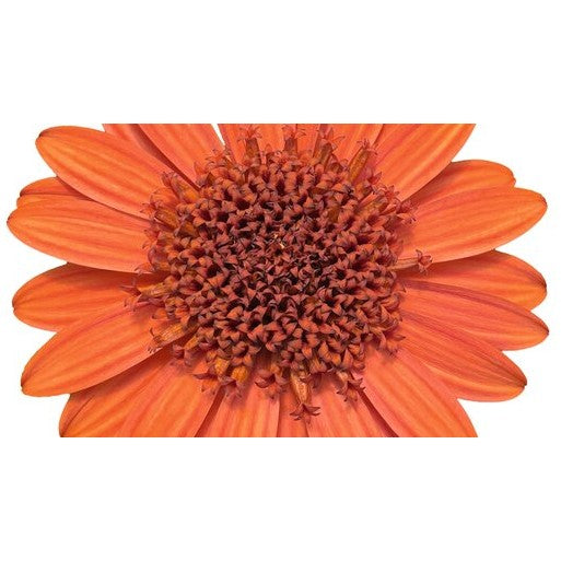 Stjärnöga '3D Orange' 10,5cm kruka
