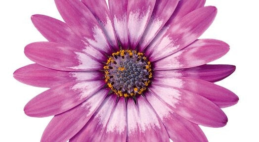 Stjärnöga 'Lavender feather'