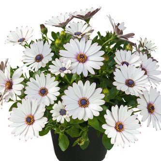 Stjärnöga 'Summersmile White' 10,5cm kruka