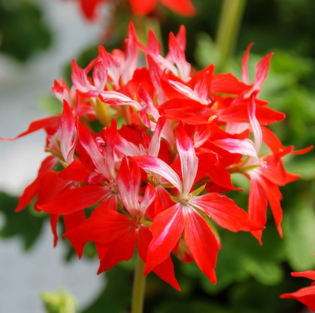 Stjärnpelargon 'Summer Twist Red White' 12cm kruka