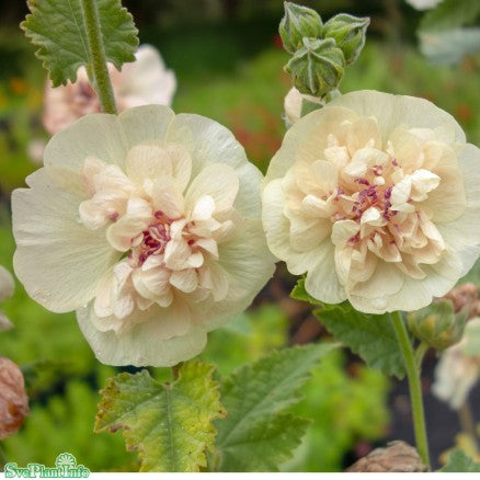 Stockmalva 'Parkallee'