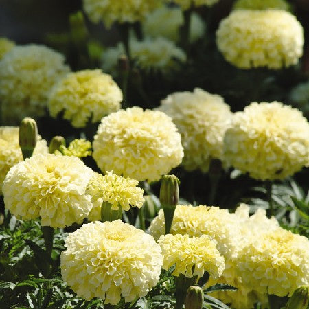 Stor tagetes 'Vanilla Sweetcreme Imp' 9cm kruka
