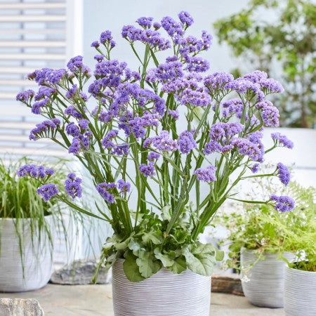 Risp 'Sinzii Blue' - 3 plantor
