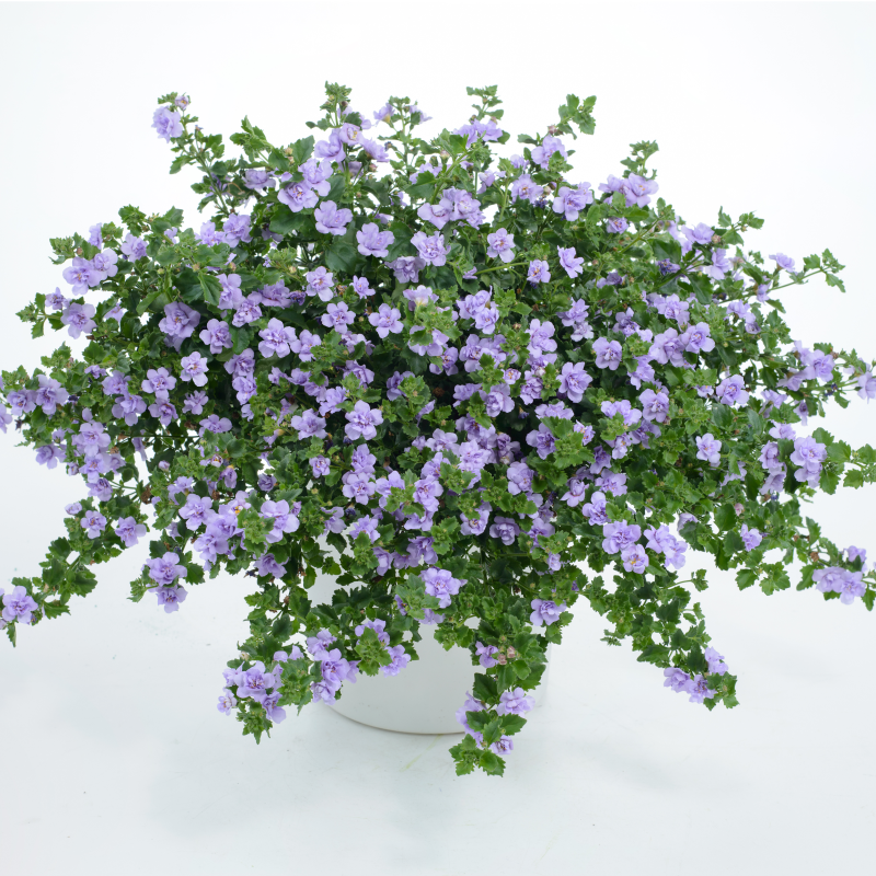 Snöflinga 'Scopia Double Lavender' 10,5cm kruka