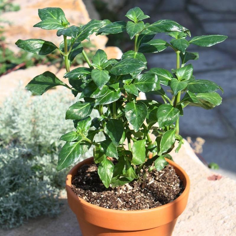 Svampört 'Champi' 10,5cm kruka
