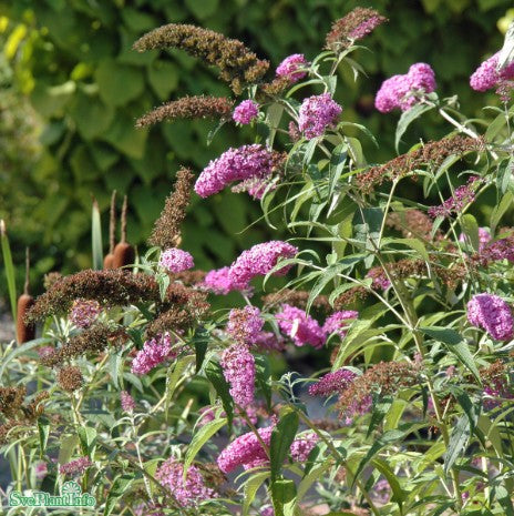 Syrenbuddleja 'Little Bubblegum' 9cm kruka