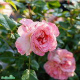 Tehybridros 'Augusta Luise' 5-pack barrotad