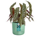 The Ocean Collection Round 14cm Pacific Green