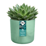 The Ocean Collection Round 14cm Pacific Green