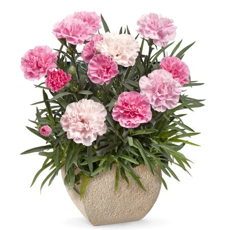 Trädgårdsnejlika 'Dinamic Pink to White'