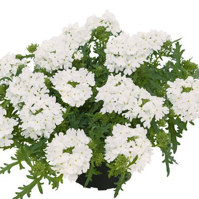 Trädgårdsverbena 'Vepita Polar' 10,5cm kruka