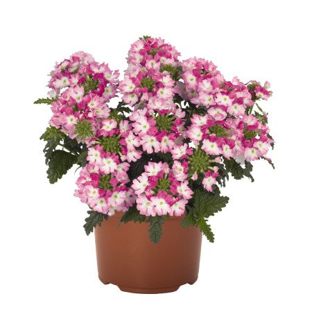 Trädgårdsverbena 'Wicked Hot Pink' 10,5cm kruka