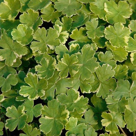 Trådspikblad 'Crystal Confetti' 10,5cm kruka