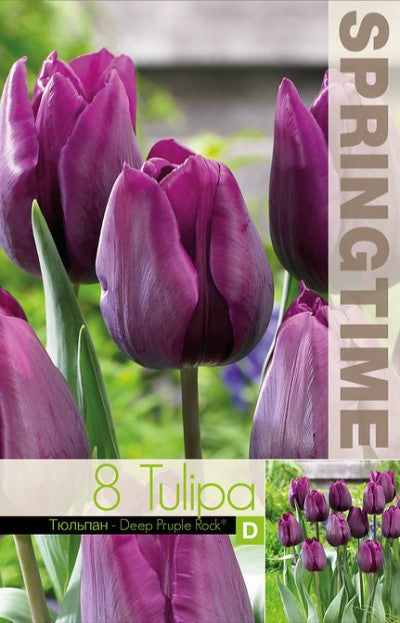 Triumphtulpan 'Deep Purple Rock' 8st