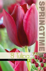 Triumphtulpan 'National Velvet' 8st