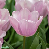 Triumphtulpan 'Synaeda Amor' 8st