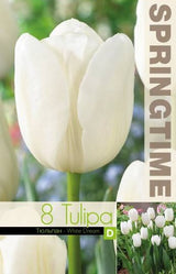 Triumphtulpan 'White Dream' 8st