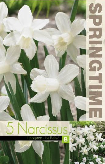 Trumpetnarciss 'Ice Baby' 5st