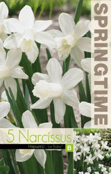 Trumpetnarciss 'Ice Baby' 5st