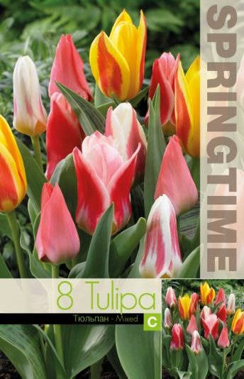 Tulpanmix 'Botanisk' 8st