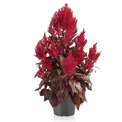 Plymört 'Dragon´s Breath Red' 10,5cm kruka